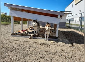 Zwei besondere Siberian Husky-Rüden suchen Ihre erste Husky-Dame