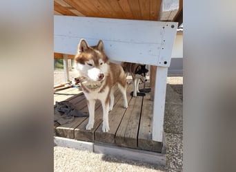 Zwei besondere Siberian Husky-Rüden suchen Ihre erste Husky-Dame