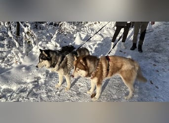 Zwei besondere Siberian Husky-Rüden suchen Ihre erste Husky-Dame