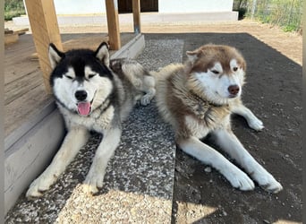 Zwei besondere Siberian Husky-Rüden suchen Ihre erste Husky-Dame