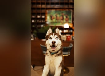 Himchan, aktiver, fröhlicher Junghund