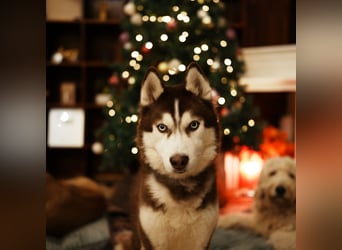 Himchan, aktiver, fröhlicher Junghund