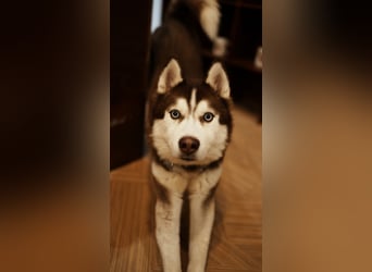 Himchan, aktiver, fröhlicher Junghund