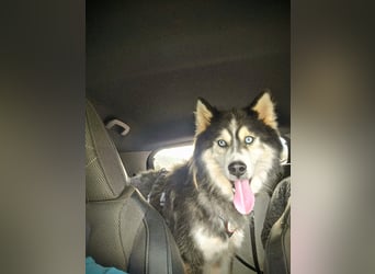 Ace - auf der Suche nach Liebe und Geborgenheit