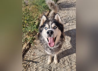 Ace - auf der Suche nach Liebe und Geborgenheit