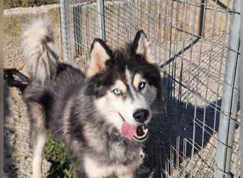 Ace - auf der Suche nach Liebe und Geborgenheit