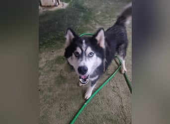 Ace - auf der Suche nach Liebe und Geborgenheit