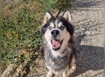 Ace - auf der Suche nach Liebe und Geborgenheit