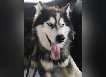 Ace - auf der Suche nach Liebe und Geborgenheit