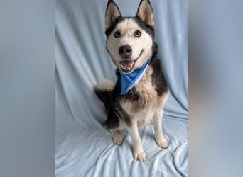 ALASKA - Rundum verträglicher sibirischer Husky Rüde sucht sein Fürimmer!