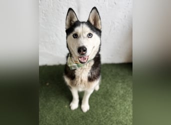 ALASKA - Rundum verträglicher sibirischer Husky Rüde sucht sein Fürimmer!