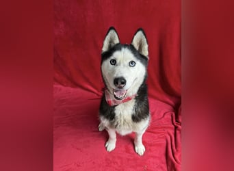 ALASKA - Rundum verträglicher sibirischer Husky Rüde sucht sein Fürimmer!