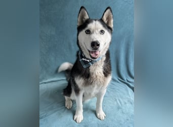 ALASKA - Rundum verträglicher sibirischer Husky Rüde sucht sein Fürimmer!