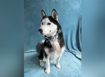 ALASKA - Rundum verträglicher sibirischer Husky Rüde sucht sein Fürimmer!