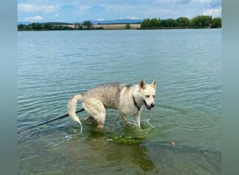NANOUK ist ein ganz lieber Kerl