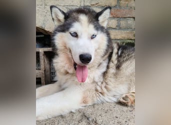 Dragan ❤️ kuschliger, verspielter Husky-Mix Rüde!