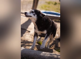 Husky-Mix Maki: ruhiger und herzlicher Senior-Rüde