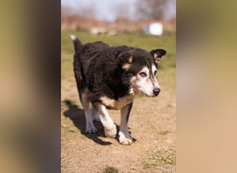Husky-Mix Maki: ruhiger und herzlicher Senior-Rüde