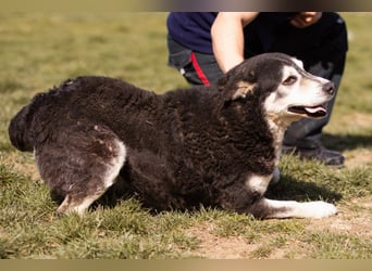 Husky-Mix Maki: ruhiger und herzlicher Senior-Rüde