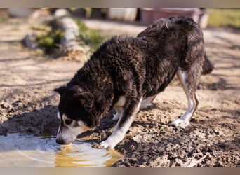 Husky-Mix Maki: ruhiger und herzlicher Senior-Rüde