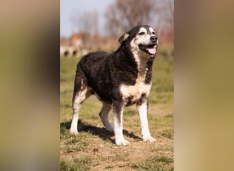 Husky-Mix Maki: ruhiger und herzlicher Senior-Rüde