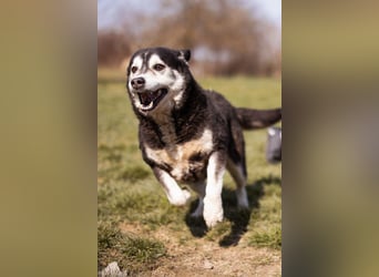 Husky-Mix Maki: ruhiger und herzlicher Senior-Rüde