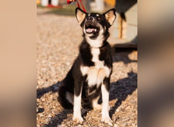 Husky-Mix ♥ Khan ♥ fit, freundlich + klug