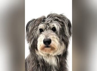 Kenji ❤️ kluger, aktiver, sozialer Rüde