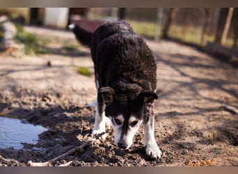 Husky-Mix Maki: ruhiger und herzlicher Senior-Rüde