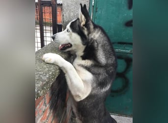 Husky MAX❤️ bezaubernder, menschenbezogener Rüde, sozial mit Artgenossen & Kindern