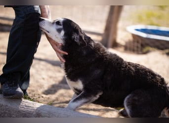 Husky-Mix Maki: ruhiger und herzlicher Senior-Rüde
