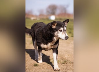 Husky-Mix ♥ Maki ♥ ruhiger und herzlicher Senior-Rüde