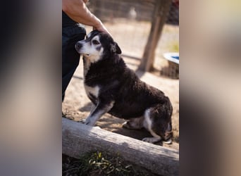 Husky-Mix Maki: ruhiger und herzlicher Senior-Rüde
