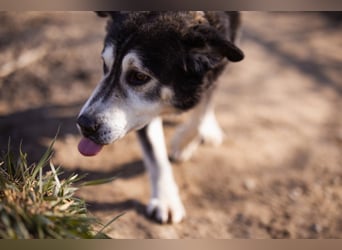 Husky-Mix ♥ Maki ♥ ruhiger und herzlicher Senior-Rüde