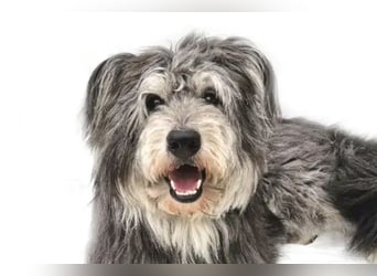 Kenji ❤️ kluger, aktiver, sozialer Rüde