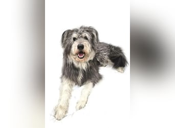 Kenji ❤️ kluger, aktiver, sozialer Rüde