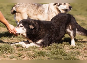 Husky-Mix Maki: ruhiger und herzlicher Senior-Rüde