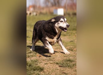 Husky-Mix Maki: ruhiger und herzlicher Senior-Rüde