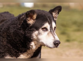 Husky-Mix Maki: ruhiger und herzlicher Senior-Rüde