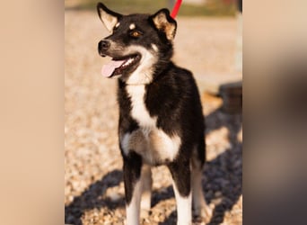 Husky-Mix ♥ Khan ♥ fit, freundlich + klug