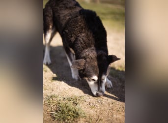 Husky-Mix Maki: ruhiger und herzlicher Senior-Rüde