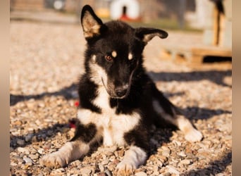Husky-Mix ♥ Khan ♥ fit, freundlich + klug