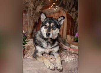 GOLDY Sanfte und wunderschöne Husky Hündin (Ukraine)