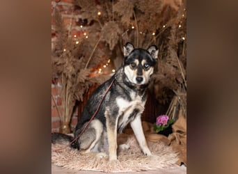 GOLDY Sanfte und wunderschöne Husky Hündin (Ukraine)