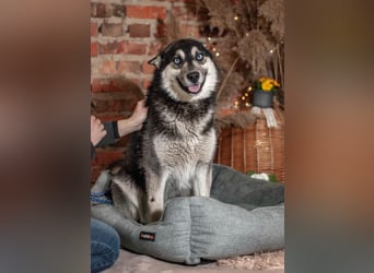 SKY Junghund mit Turbo (Ukraine)