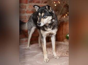 GOLDY Sanfte und wunderschöne Husky Hündin (Ukraine)