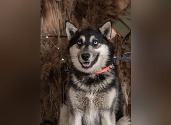 SKY Junghund mit Turbo (Ukraine)