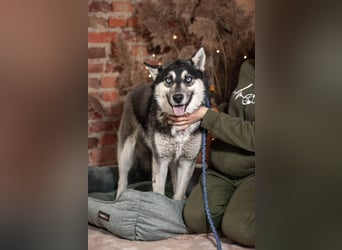 SKY Junghund mit Turbo (Ukraine)