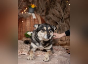 GOLDY Sanfte und wunderschöne Husky Hündin (Ukraine)
