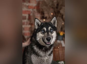 SKY Junghund mit Turbo (Ukraine)